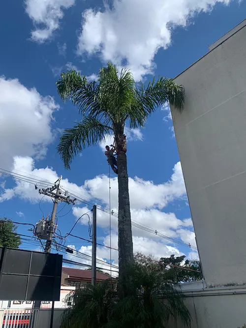 Poda de Coqueiro em Santa Felicidade