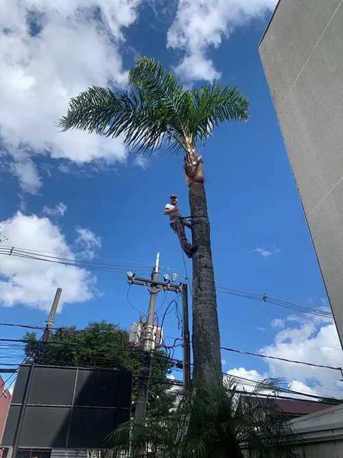 Poda de Coqueiro em Santa Felicidade Depois