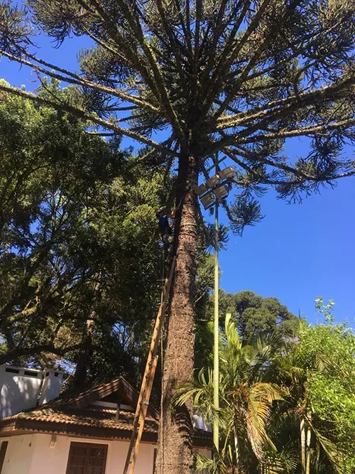 Poda de Pinheiro em Colombo