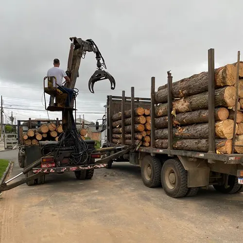 Compra de Pinus em Curitiba e Região