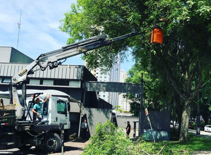 Poda de árvore prefeitura de curitiba